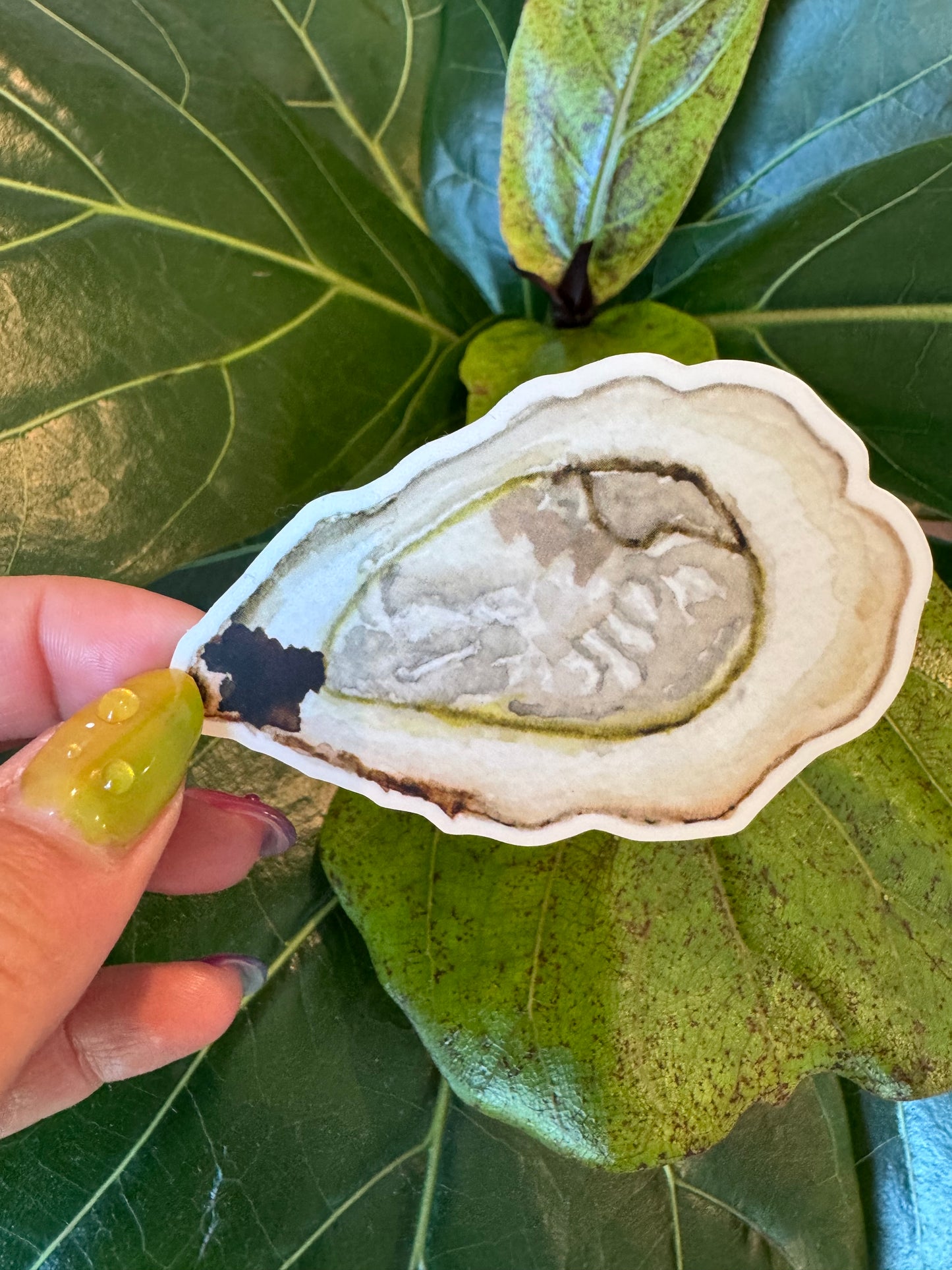 Watercolor Oyster Sticker