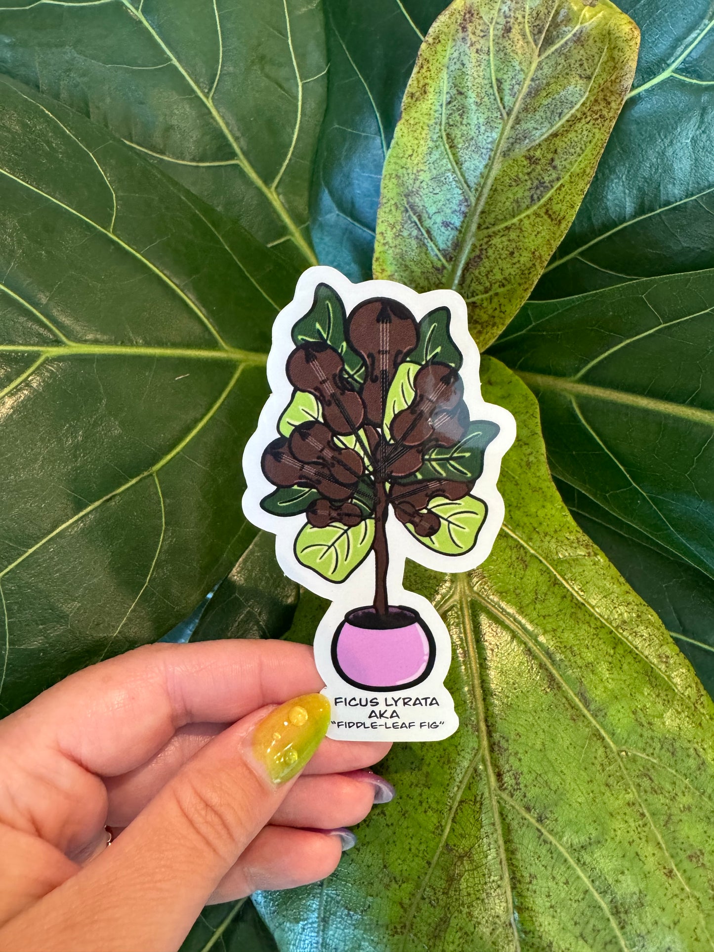 Literal Plants — Fiddle Leaf Fig