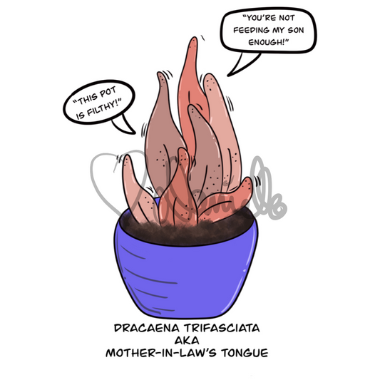 Literal Plants — Mother-in-Law’s Tongue