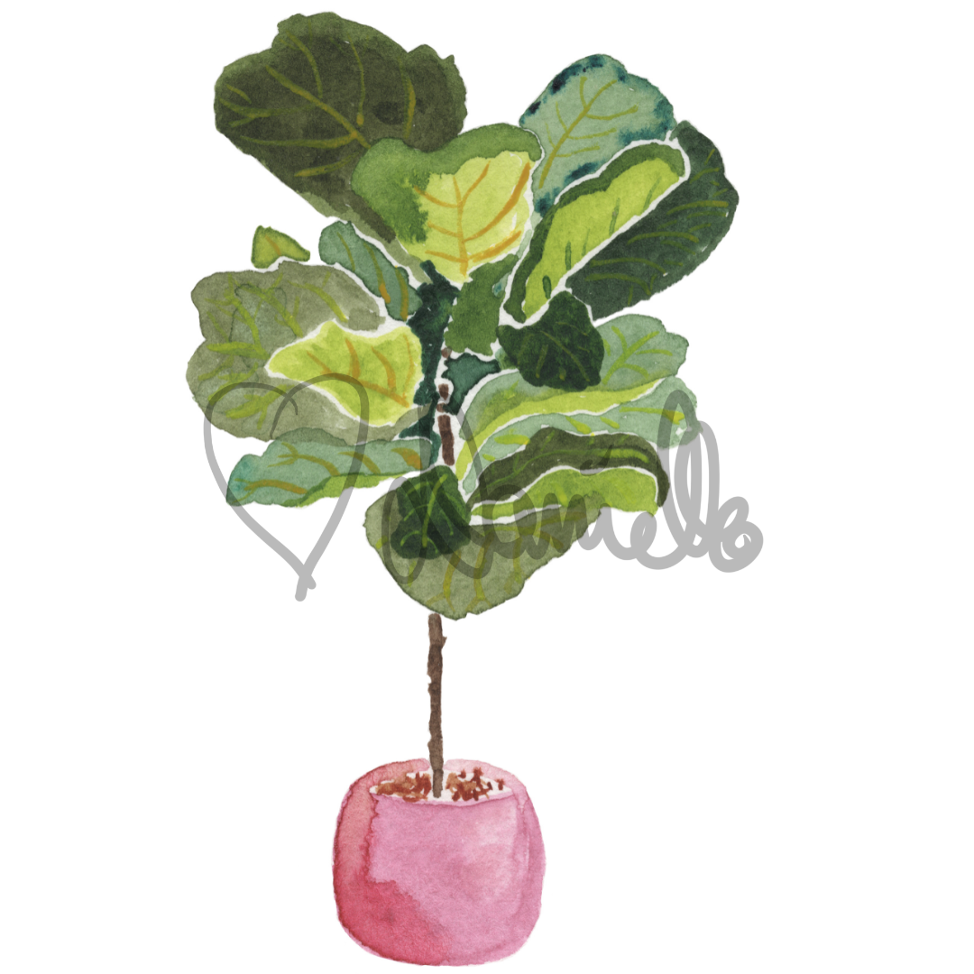 Watercolor Fiddle Leaf Fig Sticker