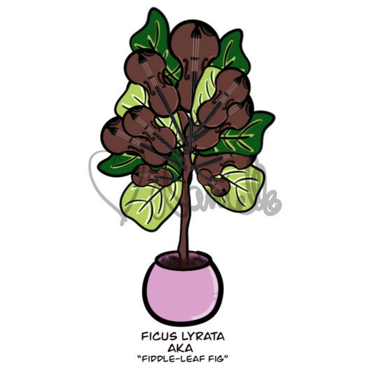 Literal Plants — Fiddle Leaf Fig