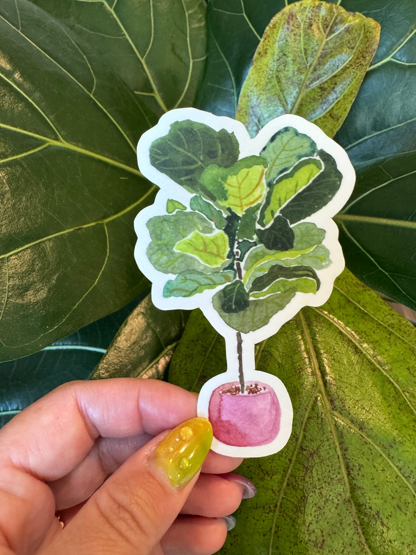 Watercolor Fiddle Leaf Fig Sticker
