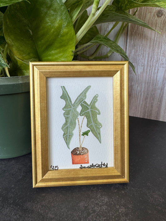 Watercolor Alocasia Painting