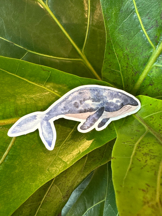 Watercolor Whale Sticker